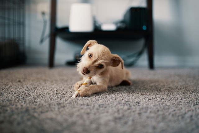 Pet Odor & Stain Removal